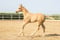 Annuncio cavallo