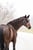 Annuncio cavallo