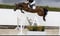 Horse ad