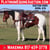 Horse ad