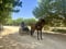 Horse ad