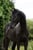 Annonce cheval
