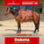 Anuncio de caballos