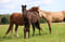 Horse ad