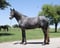 Horse ad