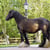 Horse ad