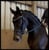 Horse ad