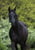 Horse ad