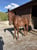 Horse ad