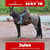 Anuncio de caballos