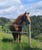 Annuncio cavallo