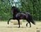Annuncio cavallo