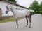 Horse ad