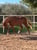 Horse ad
