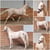 Annuncio cavallo