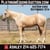 Horse ad