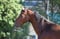 Annuncio cavallo
