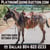 Horse ad