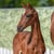 Horse ad