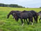 Horse ad
