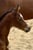 Horse ad