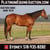 Horse ad