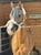 Horse ad