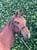 Horse ad