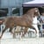 Annuncio cavallo