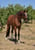Annuncio cavallo
