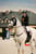 Horse ad