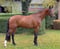 Horse ad