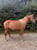 Horse ad