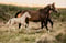Horse ad
