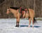 Horse ad