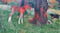 Horse ad
