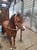 Annuncio cavallo