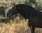 Annuncio cavallo