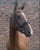 Horse ad