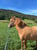 Anuncio de caballos