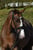 Horse ad