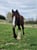 Horse ad