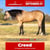 Annonce cheval