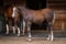 Annuncio cavallo
