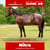 Annuncio cavallo