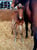 Annonce cheval