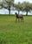 Horse ad