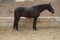 Horse ad