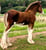 Annuncio cavallo