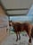 Horse ad